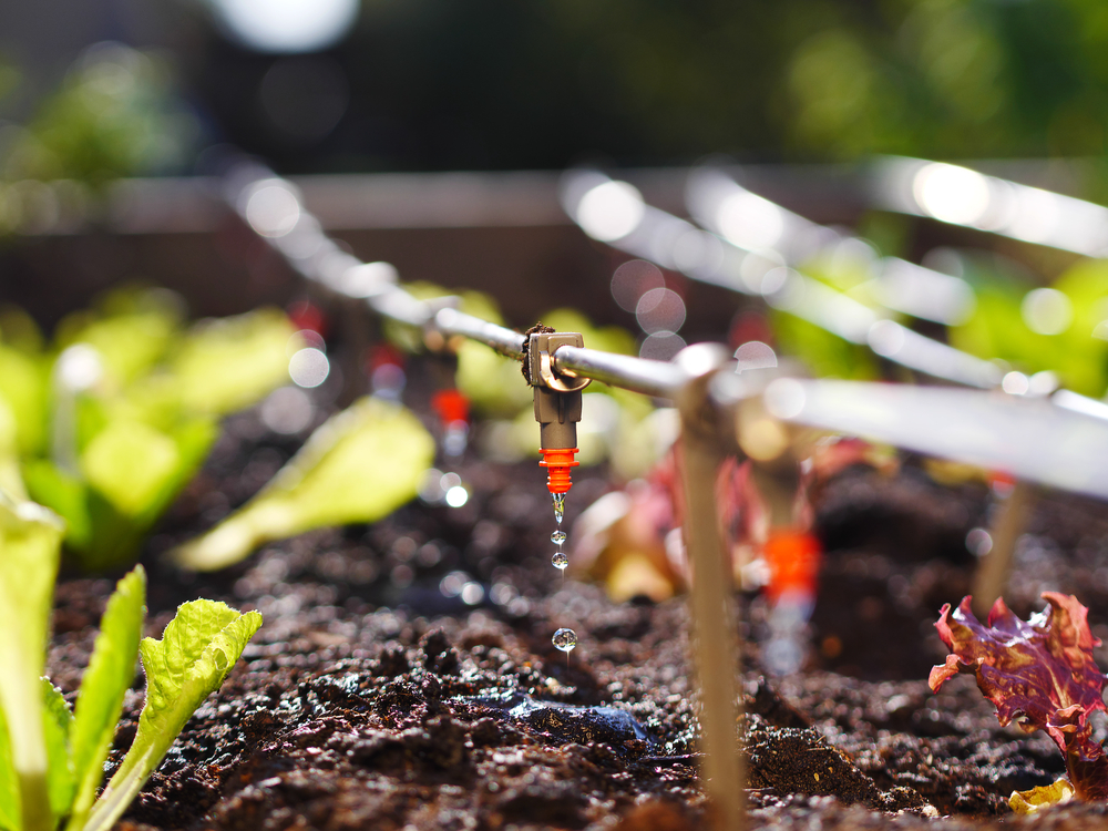 drip irrigation system in a garden
