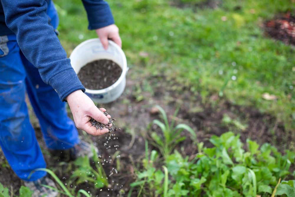 gardener applying granule fertilizer