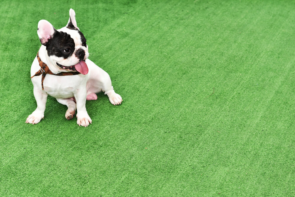 adorable french bulldog sitting on fake grass