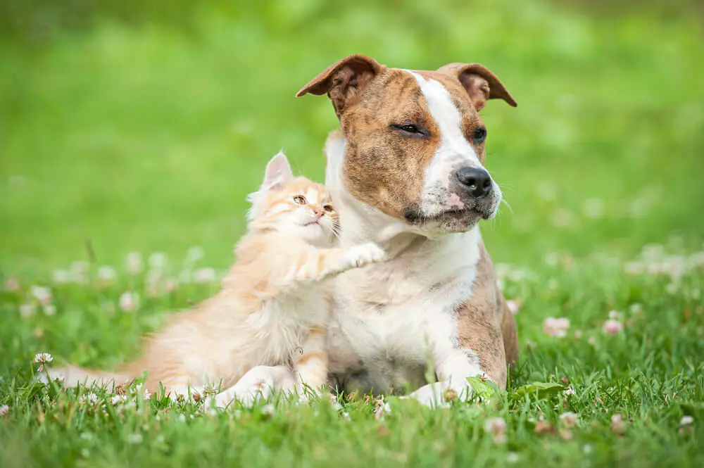 Big dog small kitten playing on green lawn with pink tiny flowers