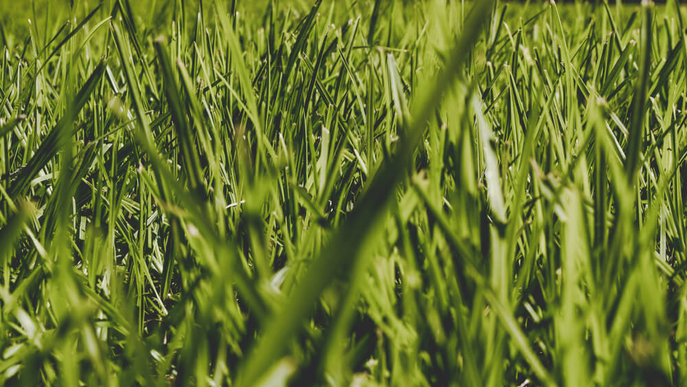 Long-untrimmed-buffalo-grass
