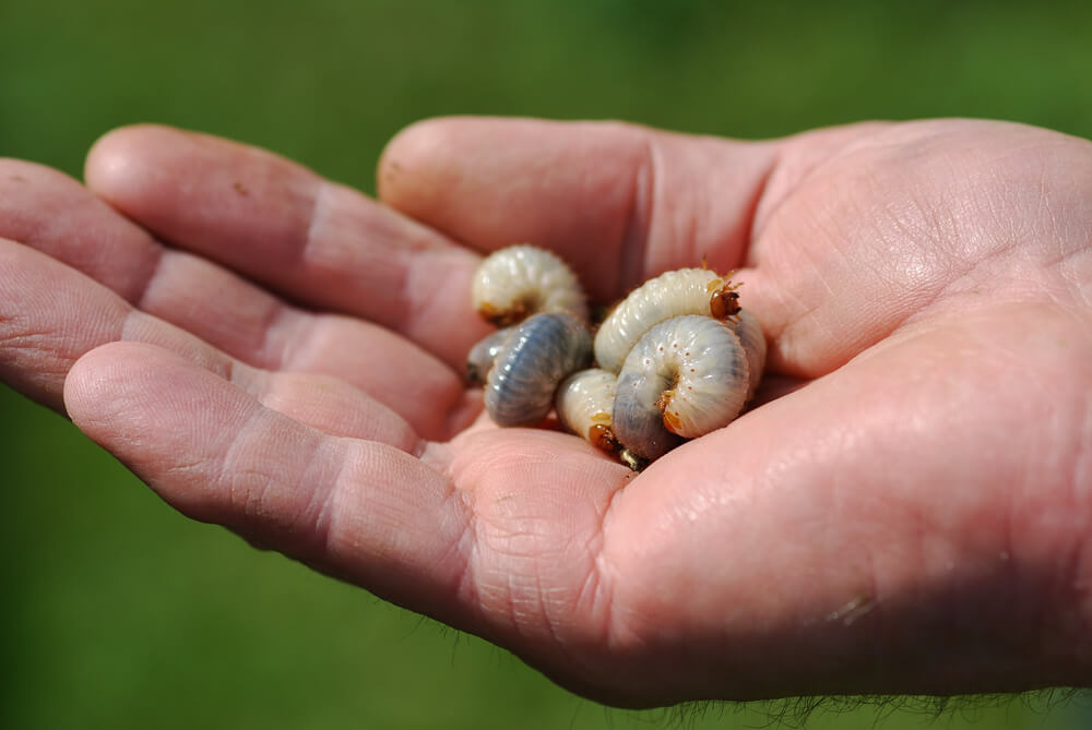 Grub Worms Facts & Information