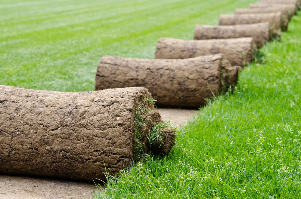 several turf grass rolls