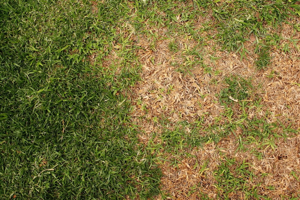 green and dry patches of grass on lawn