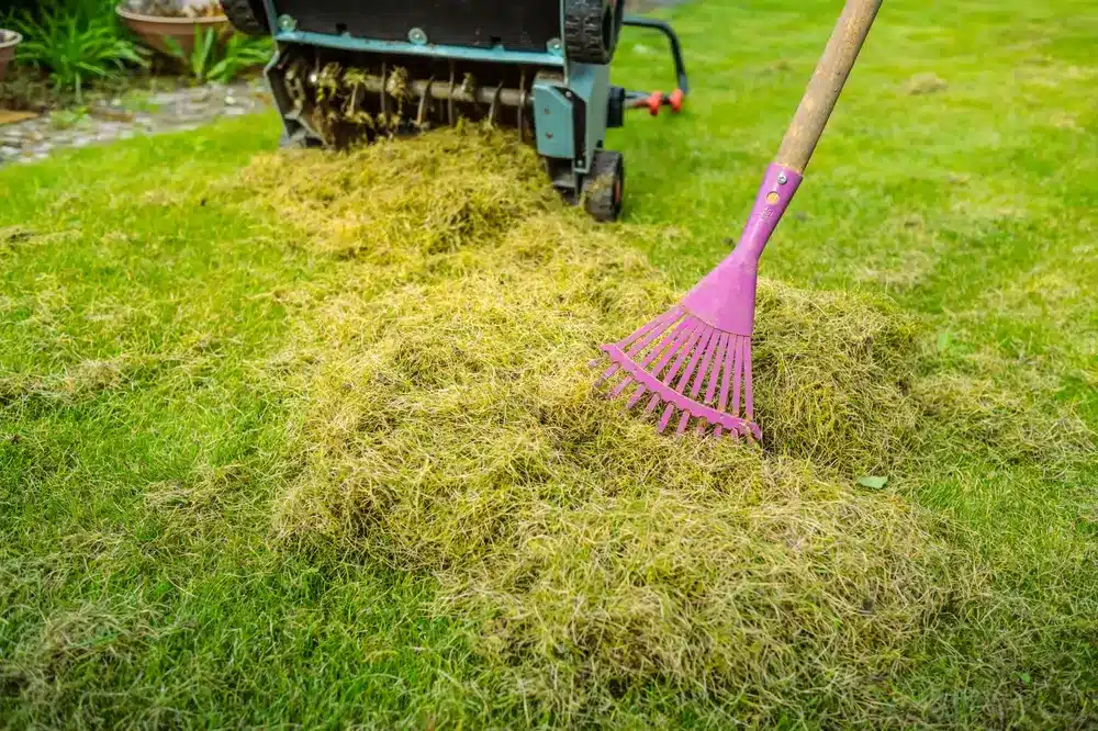Thatching in a garden as part of lawn care services